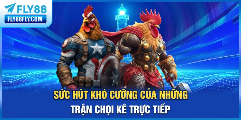 Sức hút khó cưỡng của những trận chọi kê trực tiếp