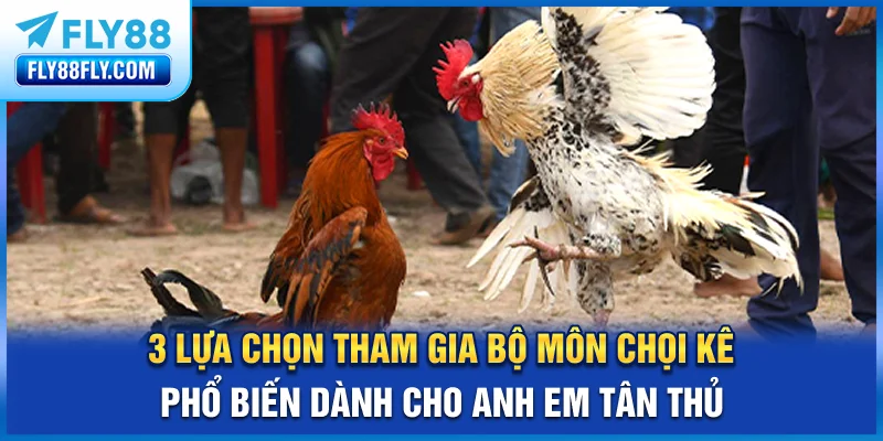 3 lựa chọn tham gia bộ môn chọi kê phổ biến dành cho anh em tân thủ
